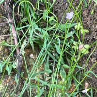 Wahlenbergia marginata (Thunb.) A.DC.